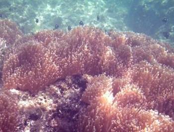 koralle (17)_smal.JPG
