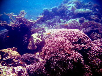 koralle (14)_smal.JPG