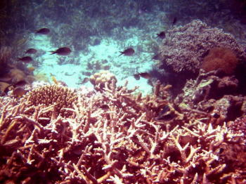 koralle (15)_smal.JPG