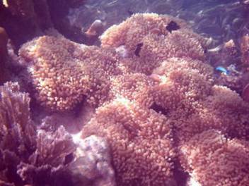 koralle (1)_smal.JPG