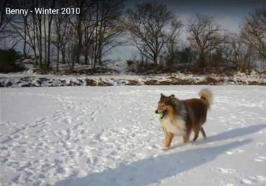 Benny im Winter 2010.jpg